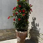 Bonbon 3 Biograd Na Moru