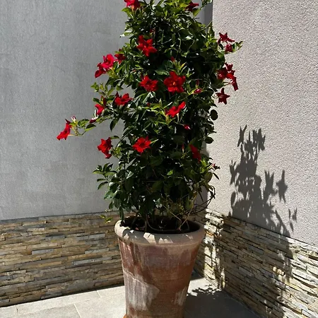 Bonbon 3 Biograd Na Moru